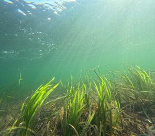 Figure 1: Underwater view of healthy seagrass beds, a Priority Marine Feature