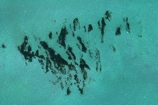 seagrass image