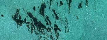 seagrass image